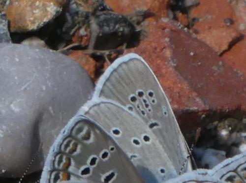 Réf. 190 013 : Cyaniris semiargus